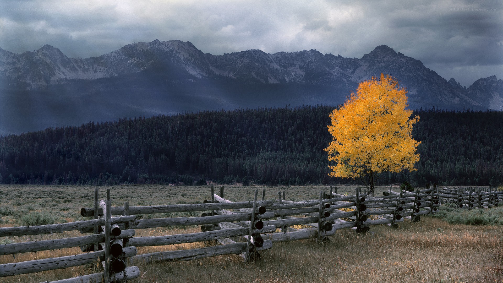 Solitary tree in mountain valley