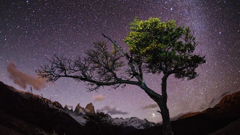 Solitary Tree in Mountains — Purple