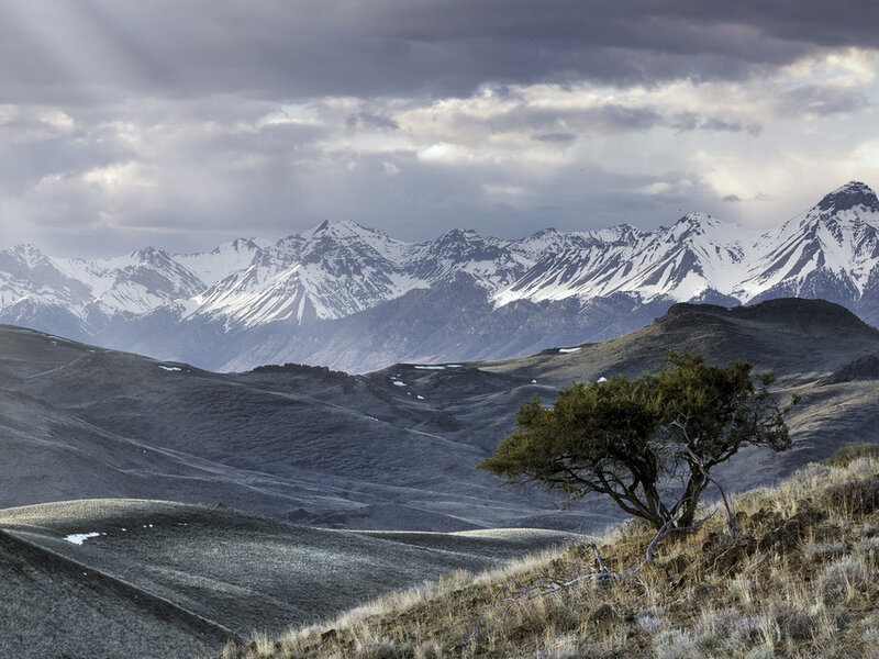 Solitary Tree in Mountains