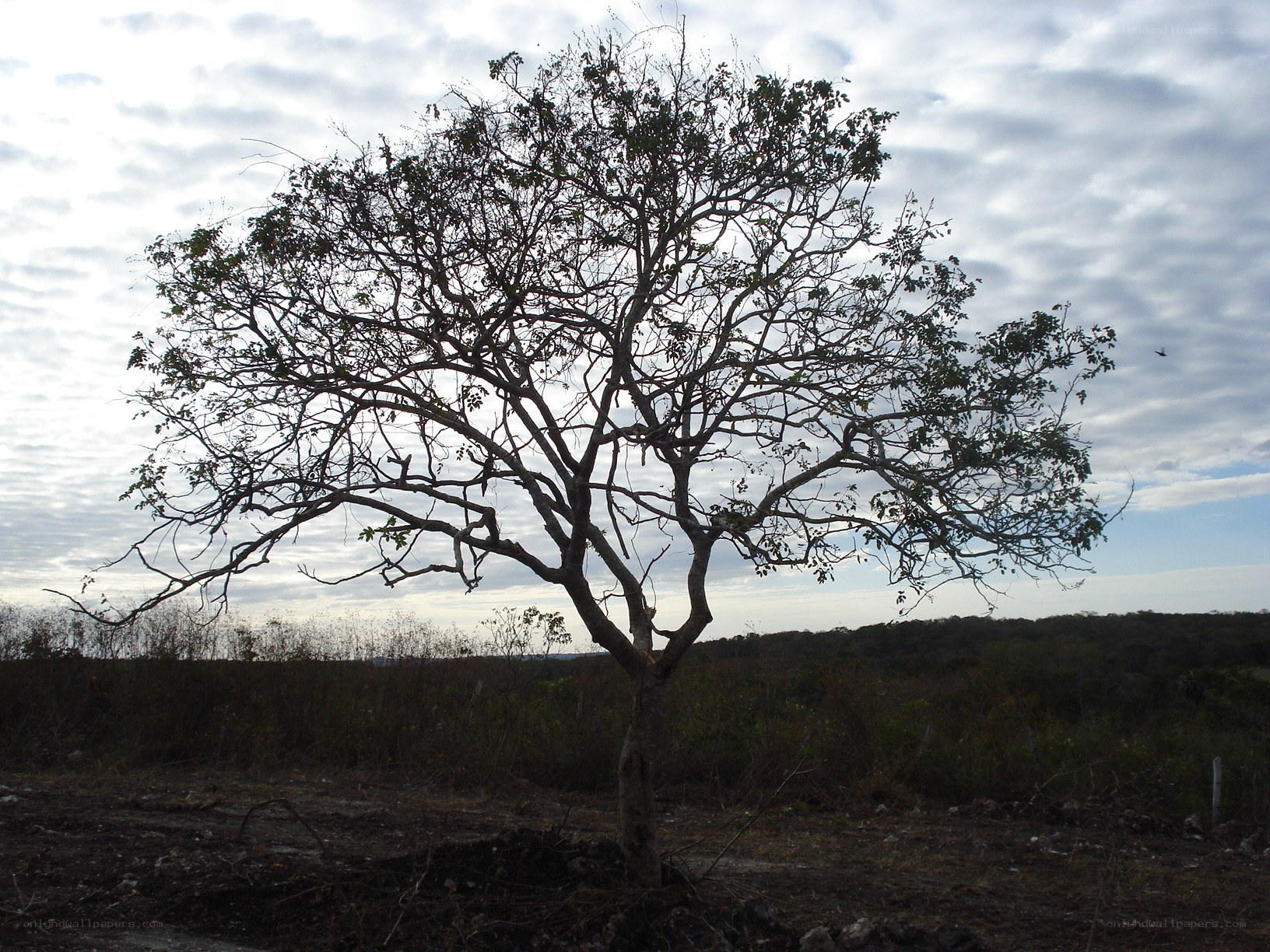solitary tree in open field