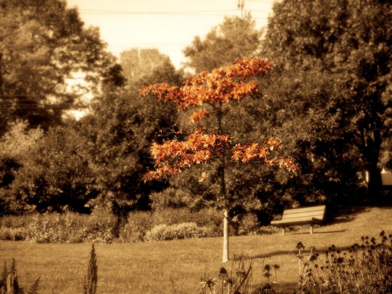 solitary tree in park