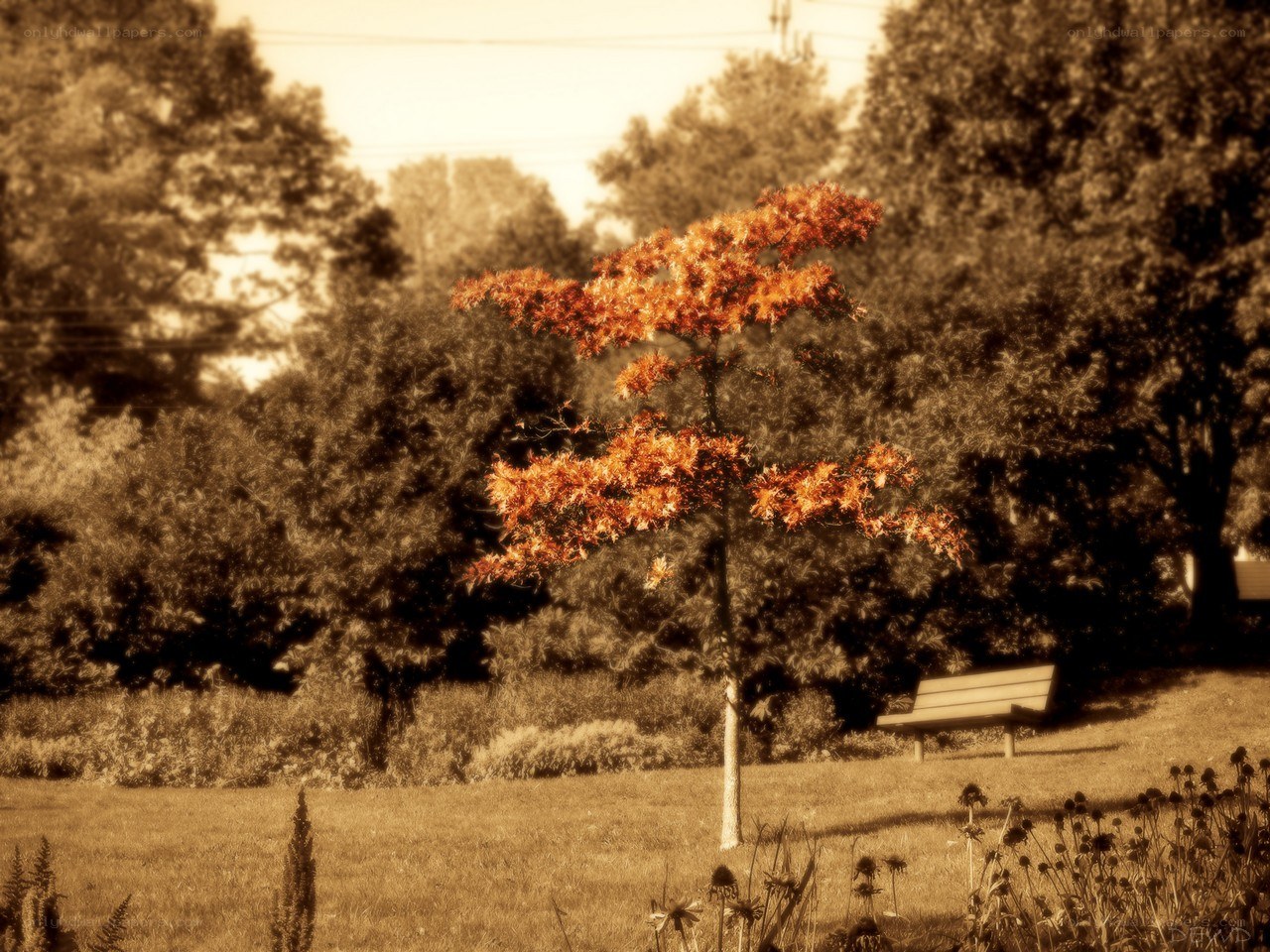 solitary tree in park