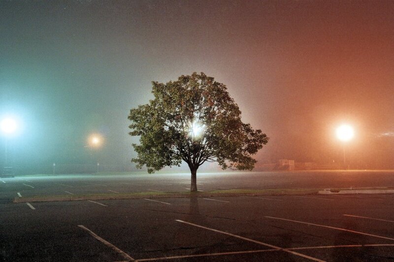 Solitary Tree in Parking Lot