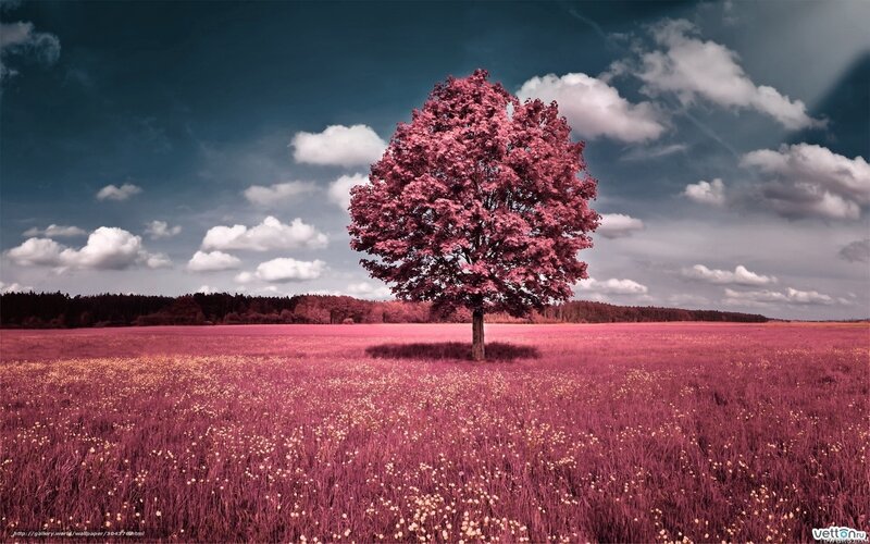 solitary tree in pink field