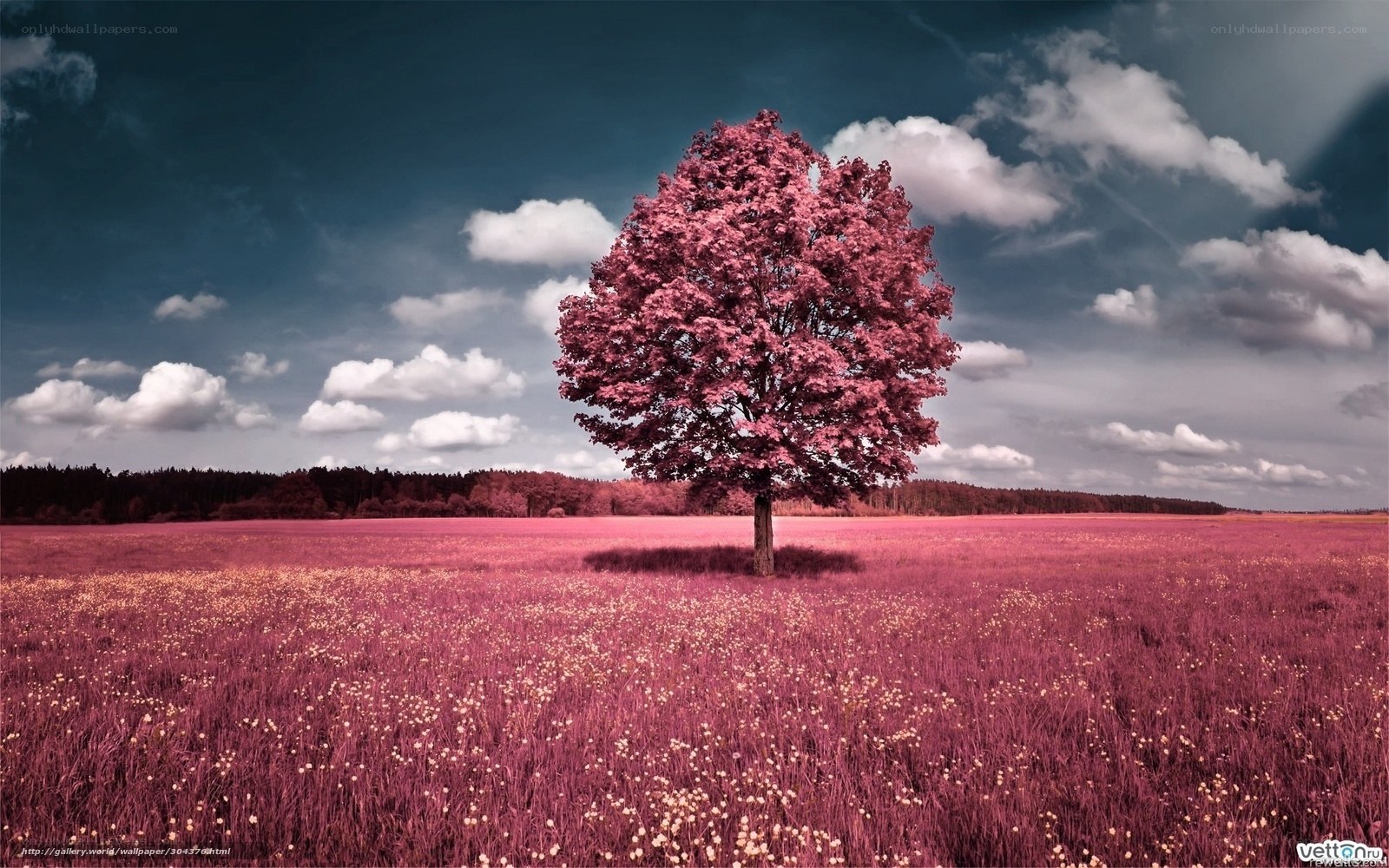 solitary tree in pink field
