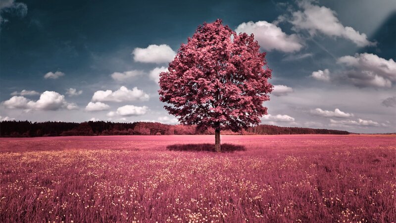 solitary tree in pink field