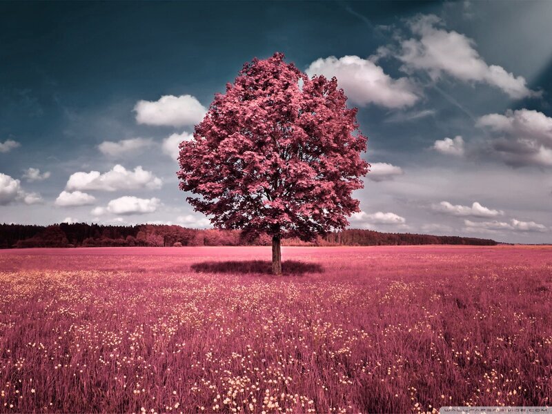 solitary tree in pink field