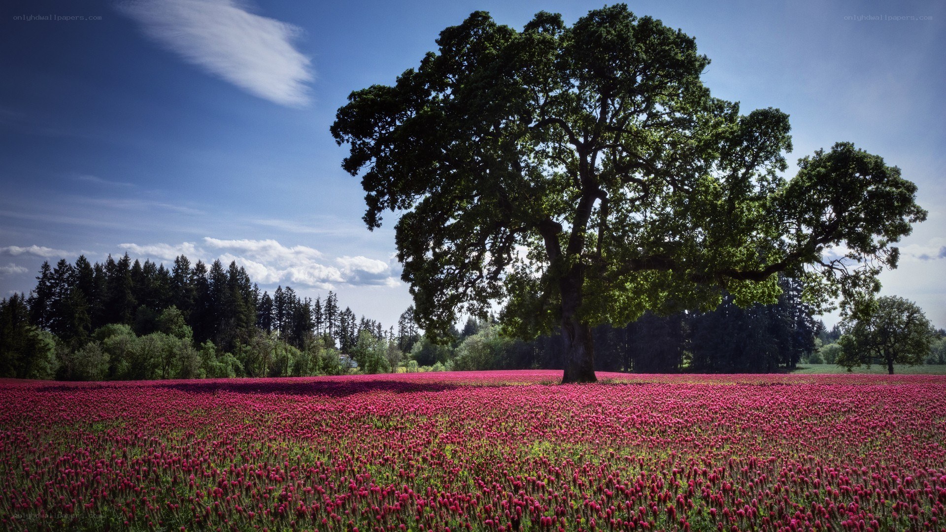 Solitary tree in pink field