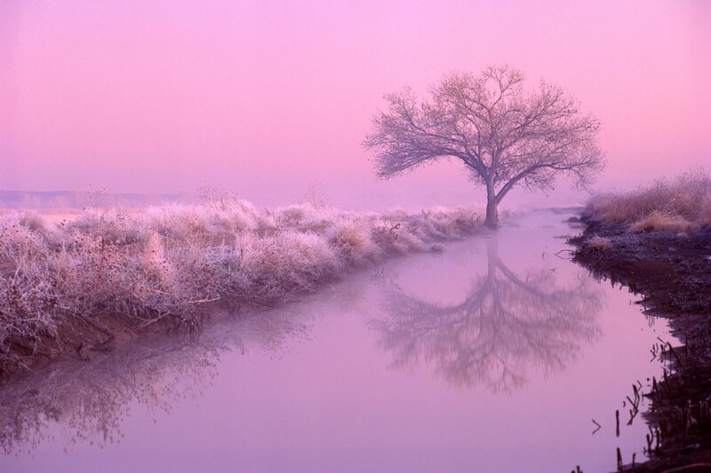 Solitary tree in pink mist