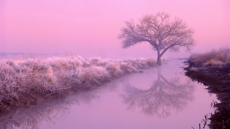 solitary tree in pink mist