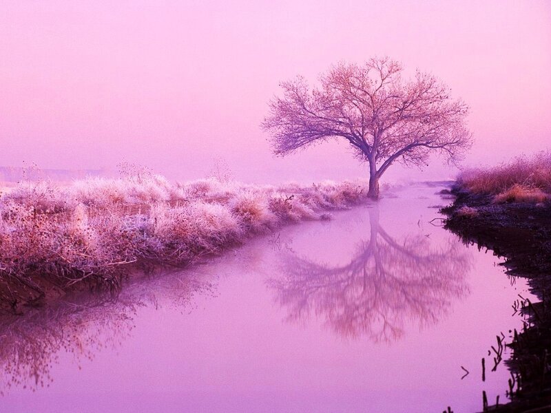 solitary tree in pink mist
