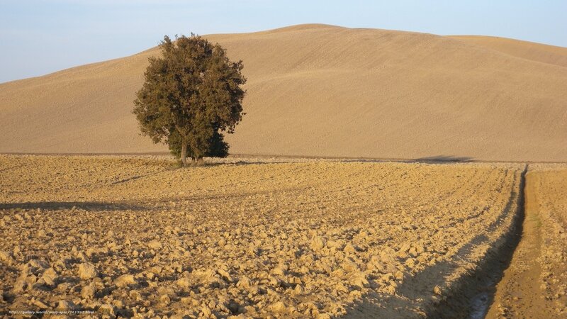 Solitary tree in plowed field