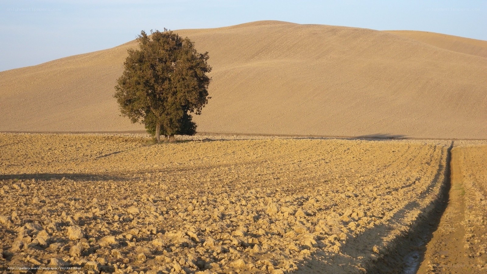 Solitary tree in plowed field