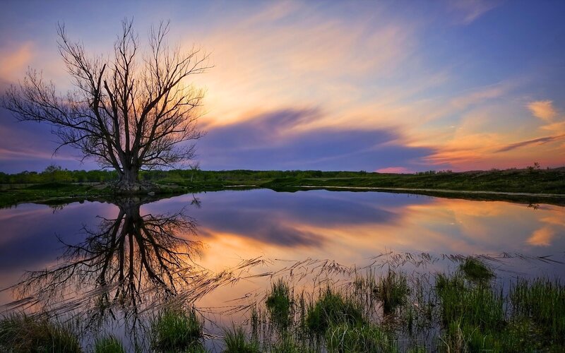 Solitary Tree in Pond — Blue, Serene
