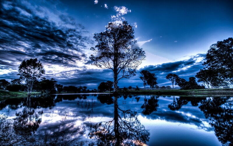 Solitary Tree in Pond — Blue
