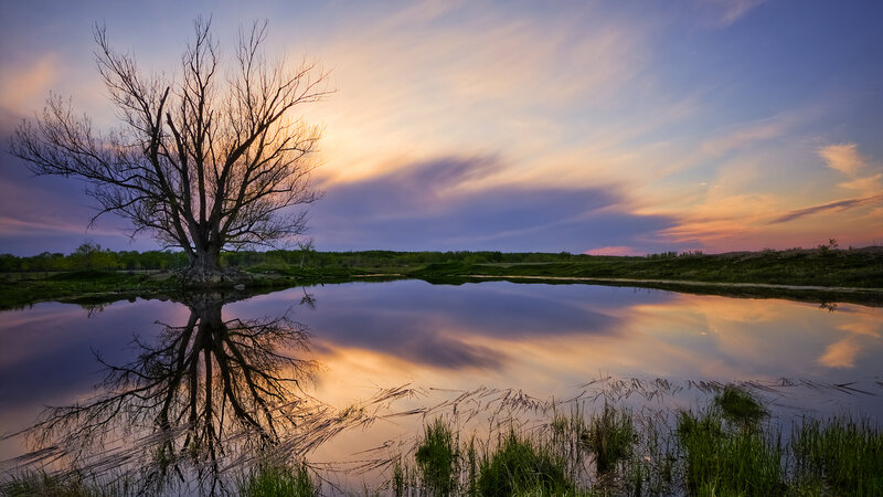 Solitary Tree in Pond — Purple