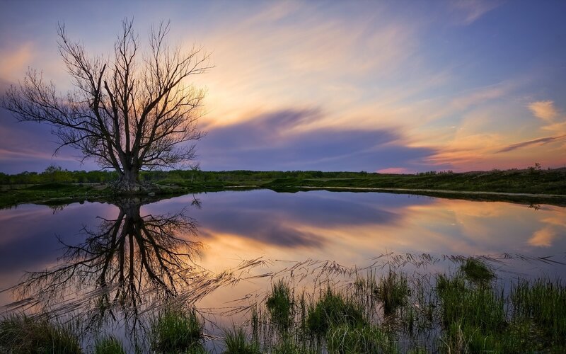 Solitary Tree in Pond