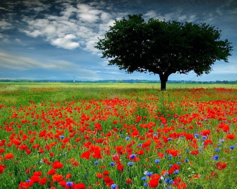Solitary tree in poppy field