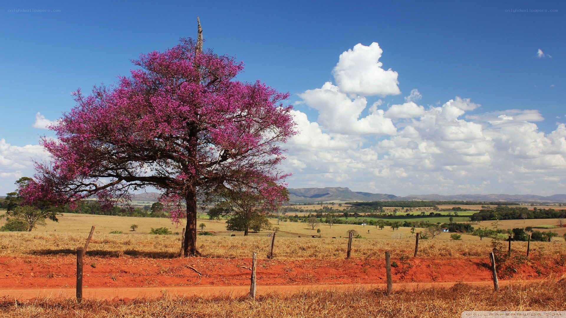Solitary tree in purple bloom
