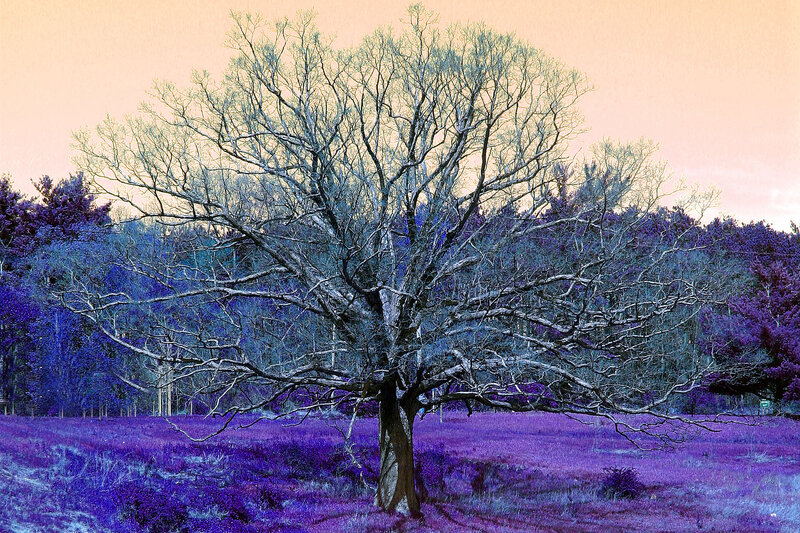 Solitary tree in purple field