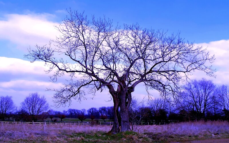 Solitary tree in purple field