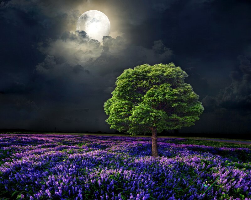 Solitary Tree in Purple Field — Dramatic, Night