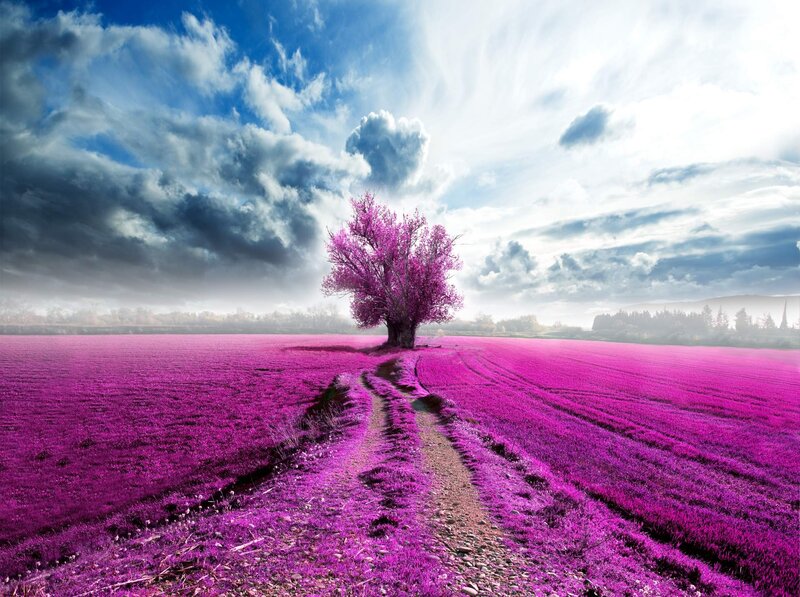 Solitary Tree in Purple Field — Dramatic