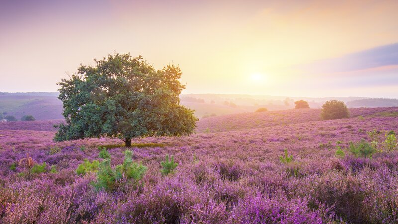 Solitary Tree in Purple Field — Serene, Sunset