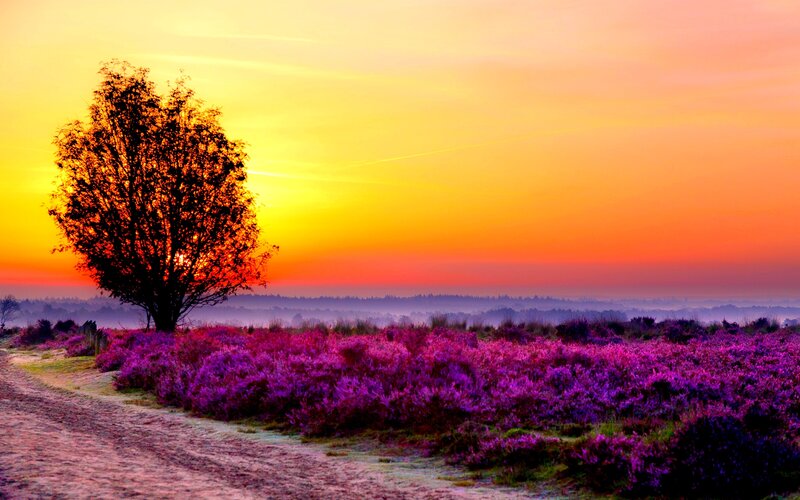 Solitary Tree in Purple Field — Serene