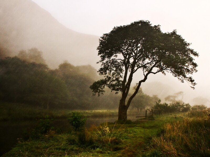 Solitary Tree in Rain — Green