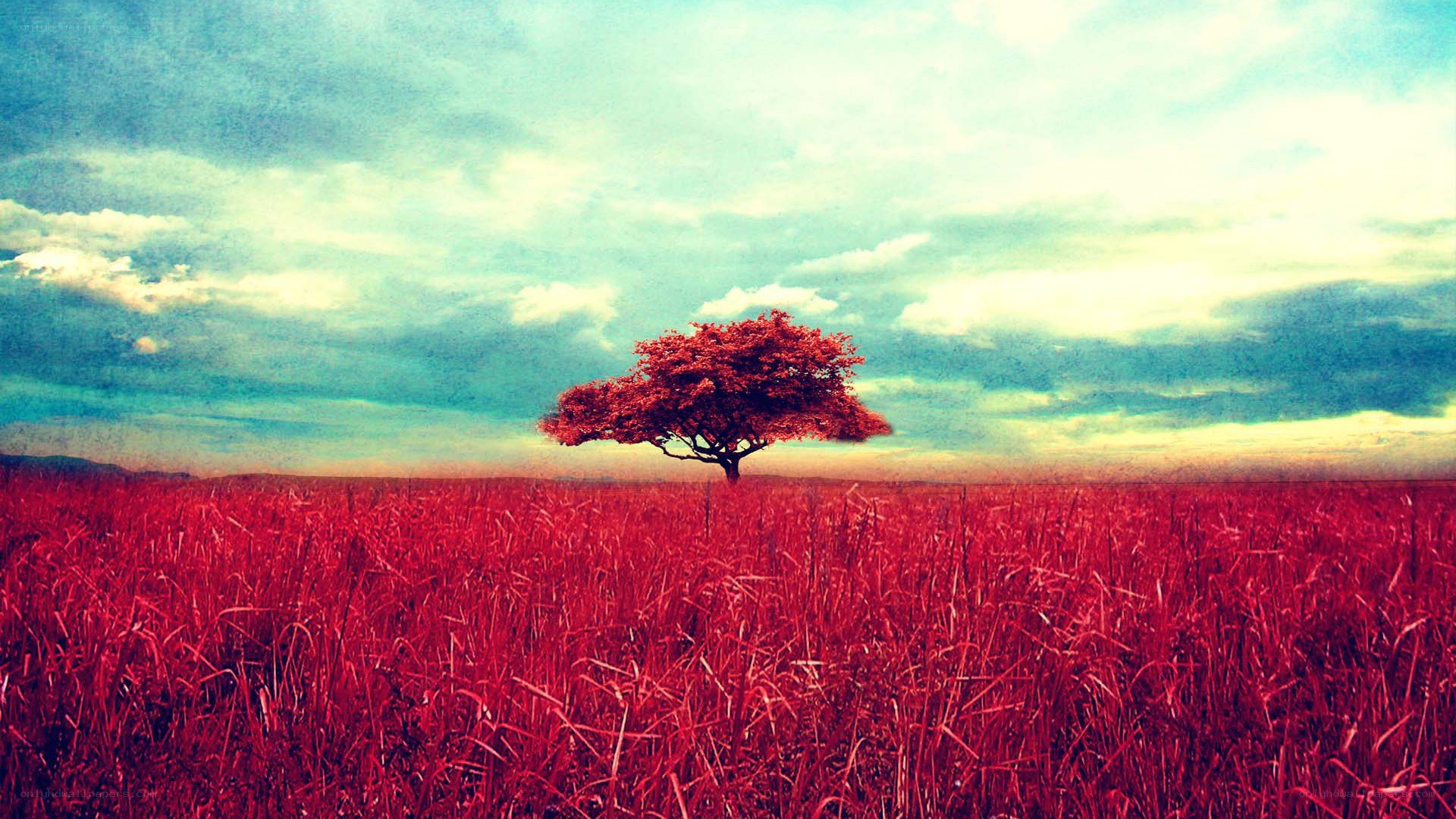 solitary tree in red field