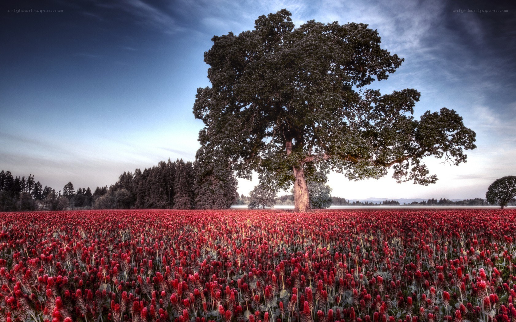 Solitary tree in red field