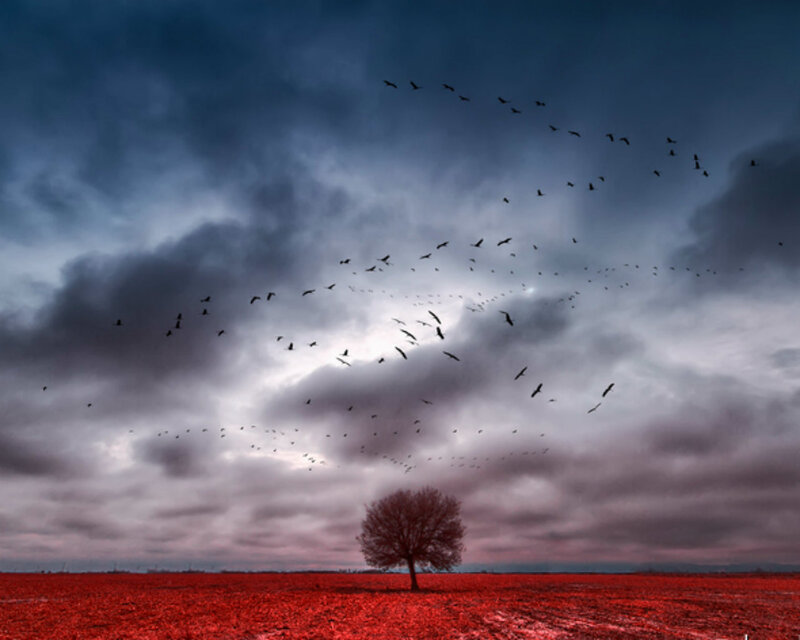 Solitary Tree in Red Field — Dramatic