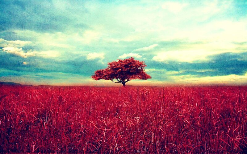 solitary tree in red field