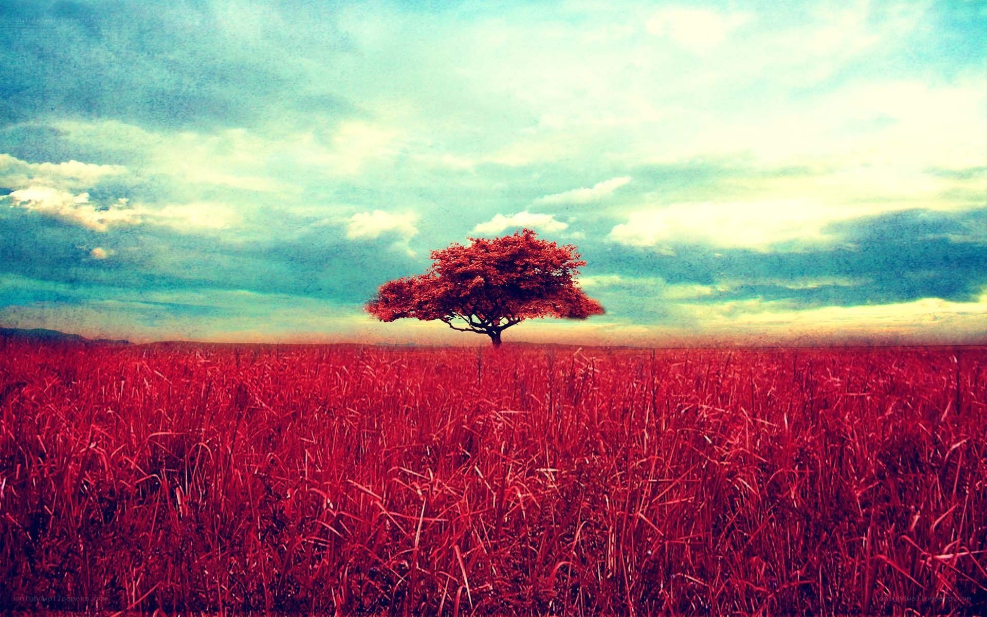 solitary tree in red field