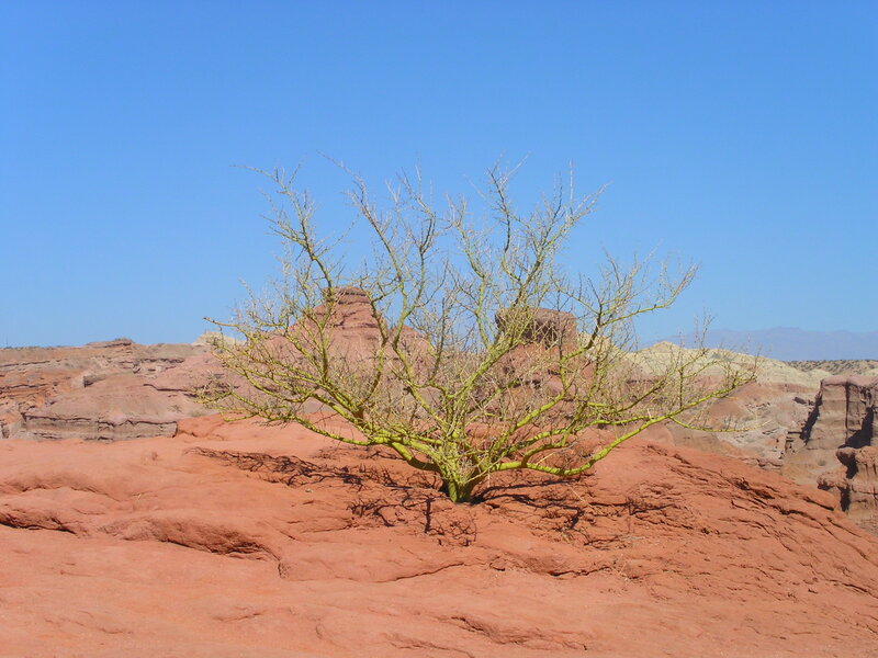 Solitary tree in red rock desert