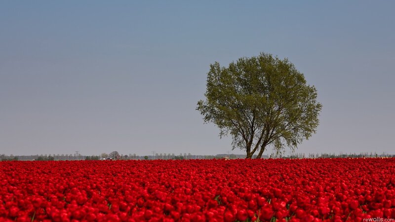 solitary tree in red tulip field