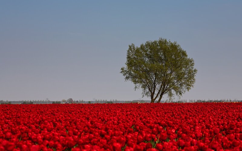 Solitary tree in red tulip field