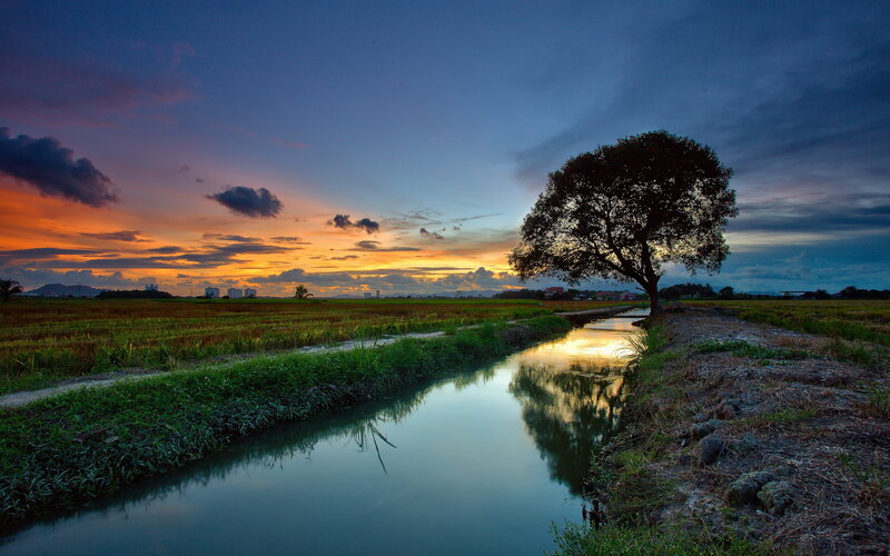 Solitary Tree in Rice Field