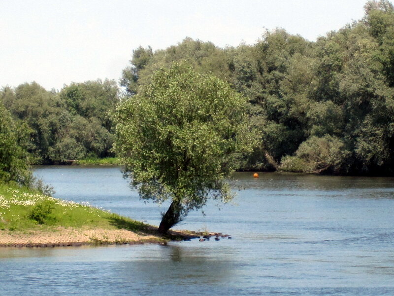 Solitary Tree in River — Green