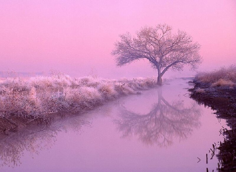Solitary Tree in River — Pink