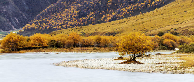 Solitary Tree in River — Yellow