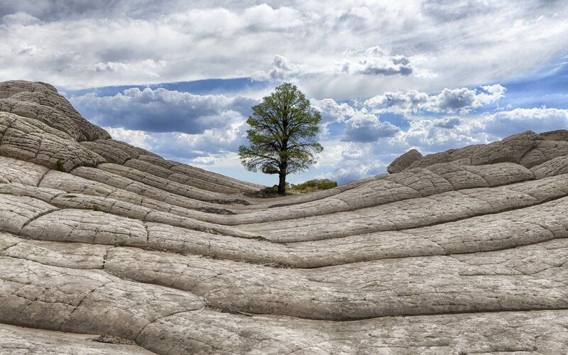 Solitary Tree in Rock Formation
