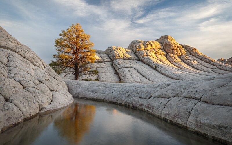 Solitary Tree in Rock Formation — White