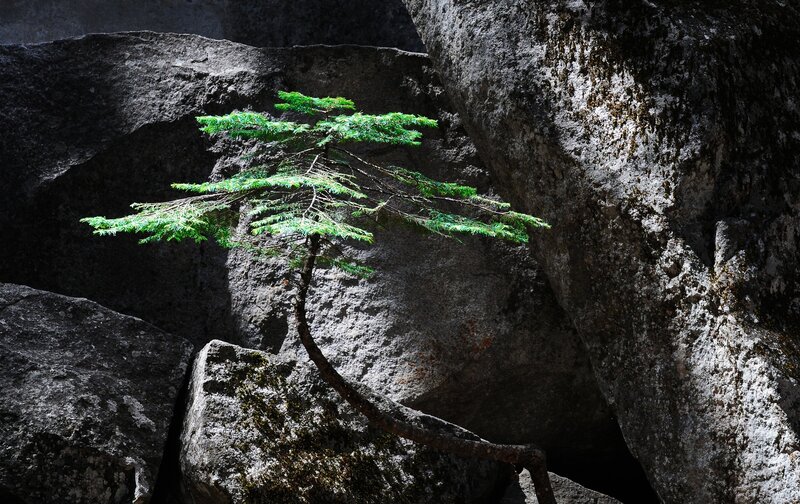 Solitary tree in rocky crevice