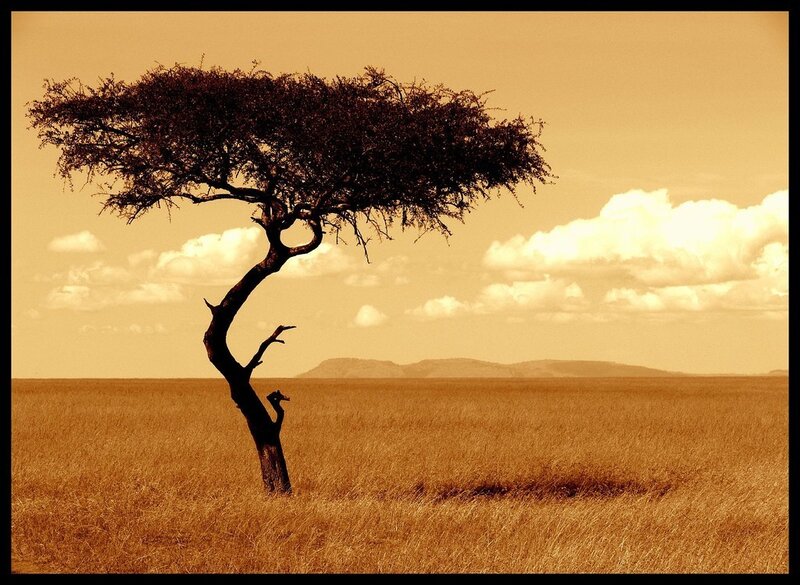 Solitary tree in savanna