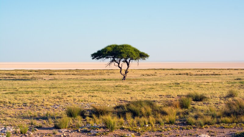 Solitary Tree in Savanna — Green