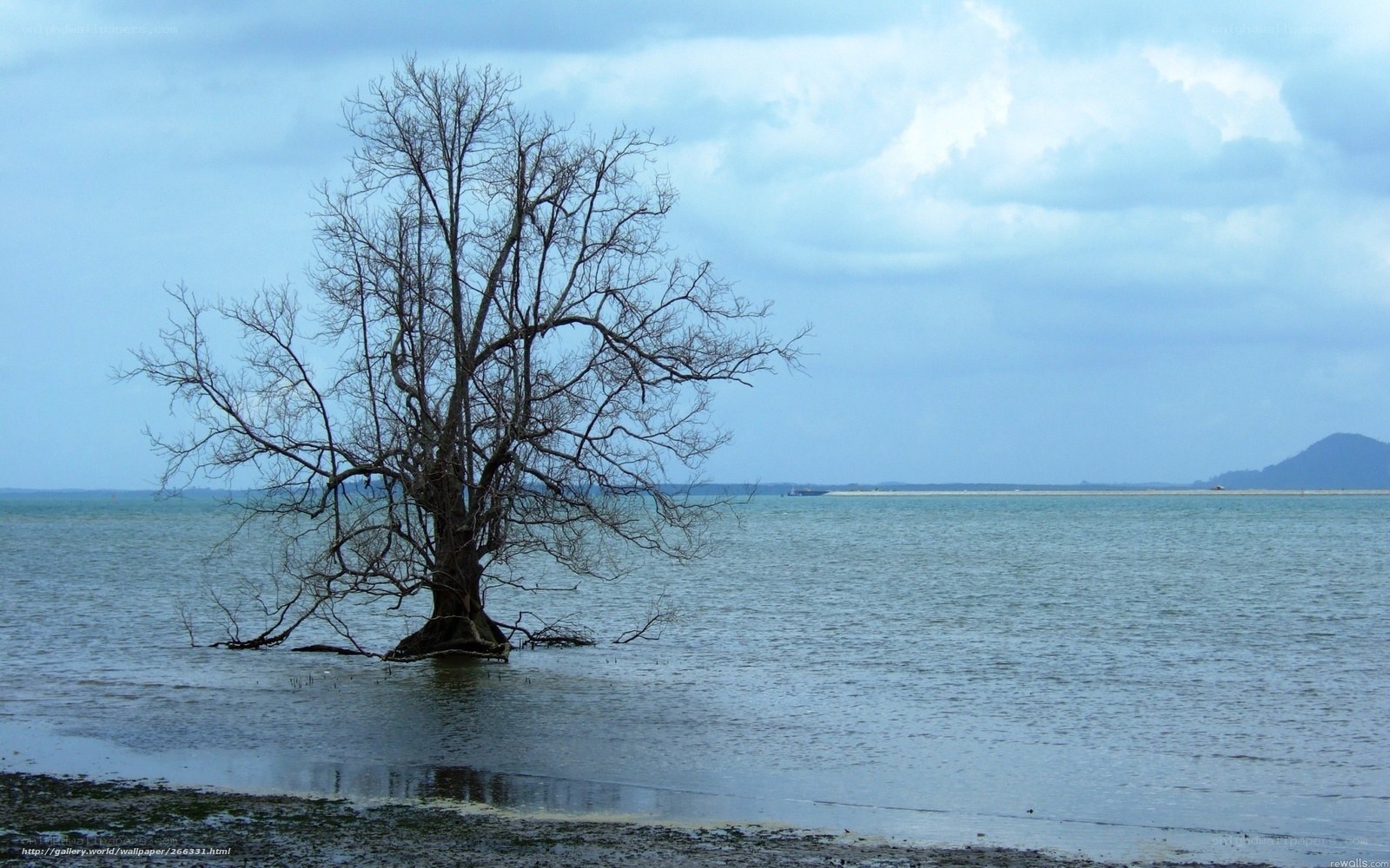 Solitary tree in shallow water