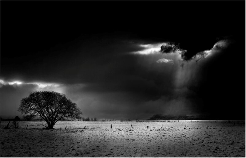 Solitary Tree in Snow — Black, Dramatic