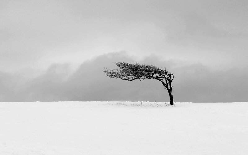 Solitary Tree in Snow — Black, Dramatic, Winter, Photograph